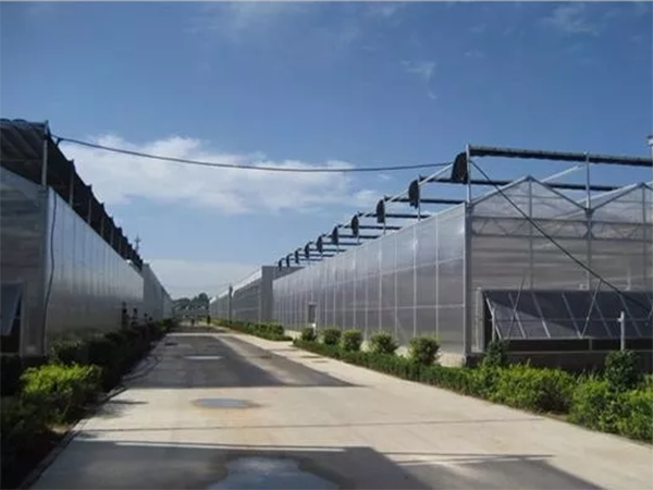 荷兰农业发达的秘密竟然是温室种植