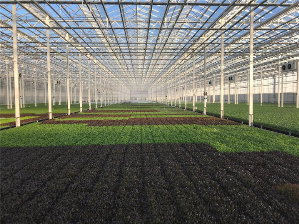greenhouse+1-31.png