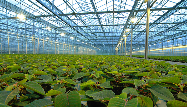 european_greenhouse.png