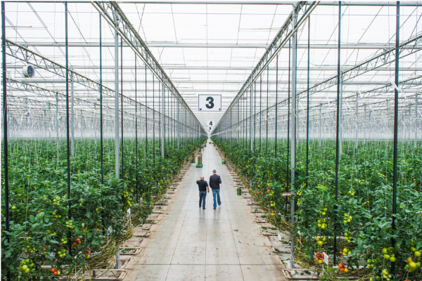 Investing-in-sustainable-greenhouse-news.png